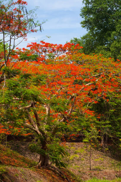 istock The ancient fortress and Peacock Flower Blossom. 653883168