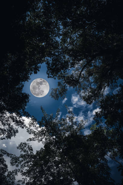 istock Silhouette the branches of trees against sky with full moon. 653883636