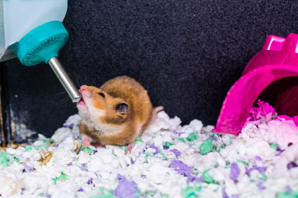 Hamster rat rodent drinking water from bottle dispenser Hamster rat rodent drinking water from bottle dispenser rat cage stock pictures, royalty-free photos & images