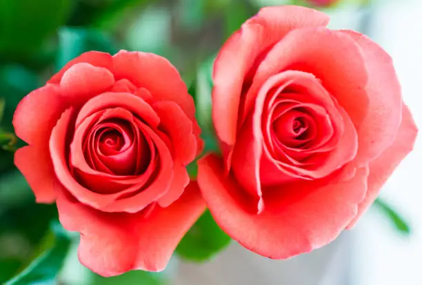Macro closeup of tops of two orange red roses