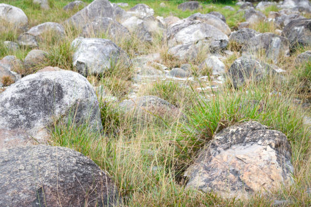 Rock with green and yellow grass in field background