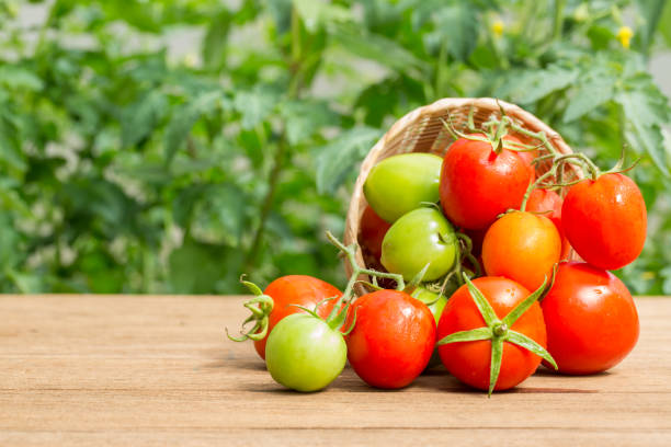 istock fresh tomato on wooden and green background 653884428