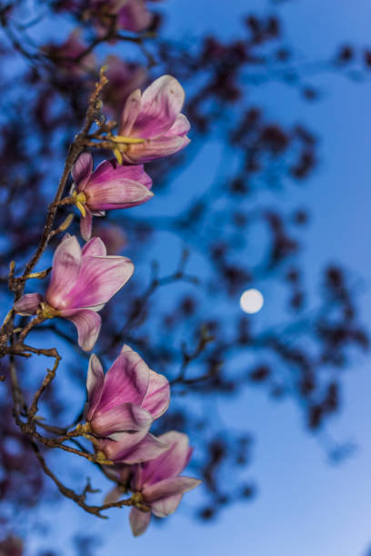 istock Magnolia flowers macro closeup against blue sky and moon 653884780