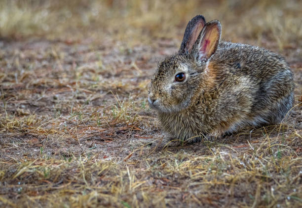 istock Wild cottontail bunny rabbit with rain drops on fur. Closeup 653886236