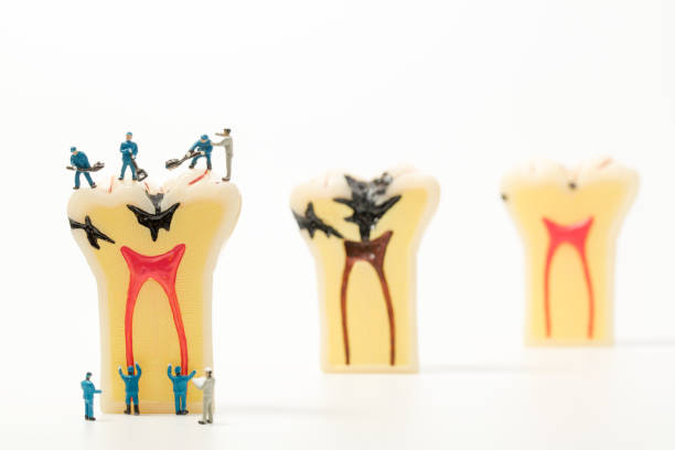 istock miniature people to clean tooth model on white background 653888966