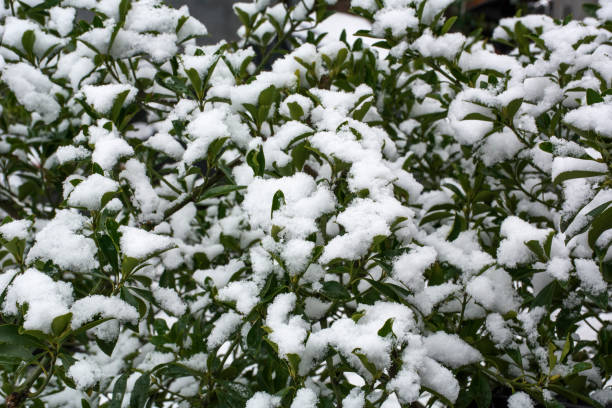 istock Green leaves in snow 653890330
