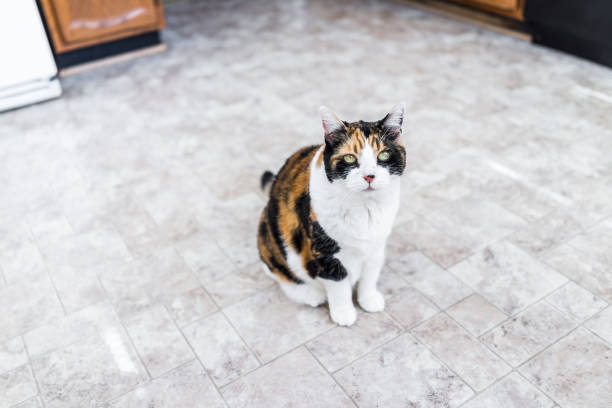 istock Hungry calico cat sitting on kitchen floor 653890754