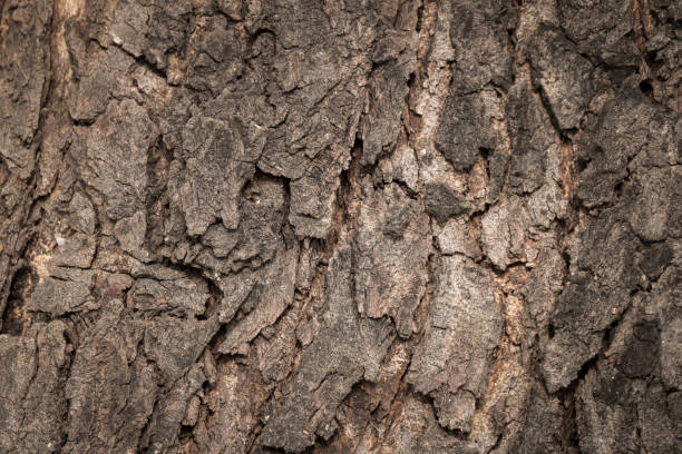istock The texture of the old wooden bark 653890764