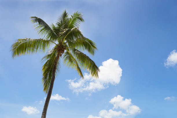 istock Palm tree in front of blue sky 653892198