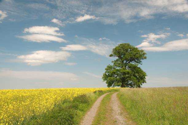 istock Russian oak (Russeneiche) with rapefields, an old oak tree ca. 450 years old. Natural monument growing between Rehbach and Langen-Bronbach 653893652
