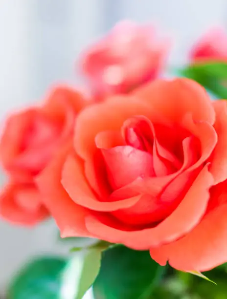 Macro closeup of one orange red rose in bouquet