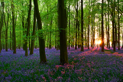 Bluebell wood at sunset