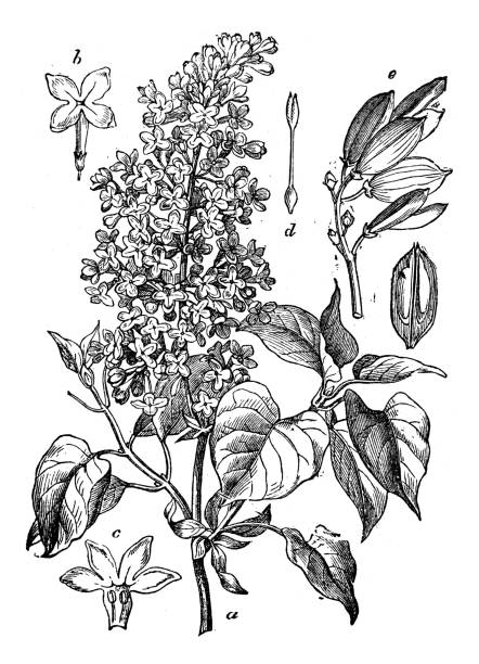 botanik bitkiler antika gravür illüstrasyon: syringa vulgaris (lila veya ortak leylak) - mor leylak stock illustrations