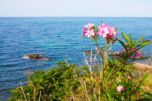 Pink oleander flowers and the blue sea. Travel vacation summer background with place for text.
