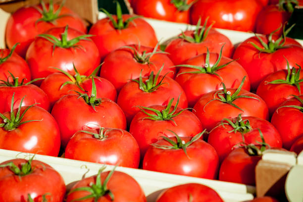 istock fresh tomatoes. tomatoes background. Group of tomatoes 653899894
