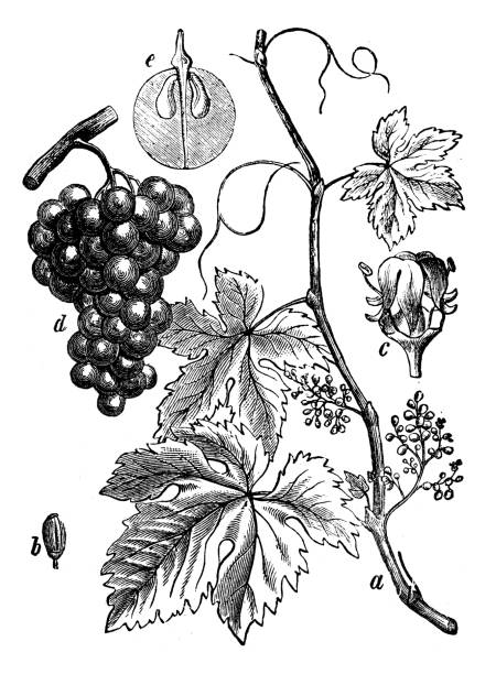 ботаники растения антикварная гравировка иллюстрация: vitis vinifera (обычная виноградная лоза) - vinifera stock illustrations