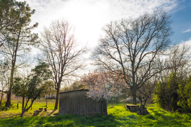 istock Wood old hut on a rural scene 653902772