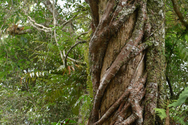 istock Vine around tree trunk at the tropical rian forest 653904026