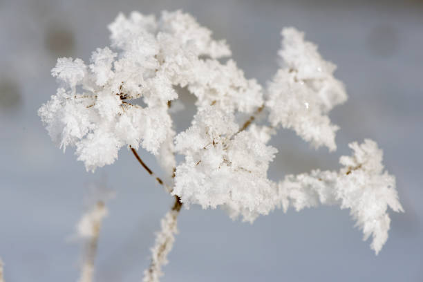 Close-up of a decayed leaf, trimmed with hoarfrost. Photographed early in the morning (blue shades)