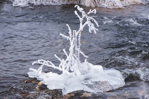 plant with frost and ice at very cold winter day
