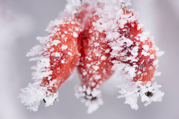 istock berries with frost and ice 653907254