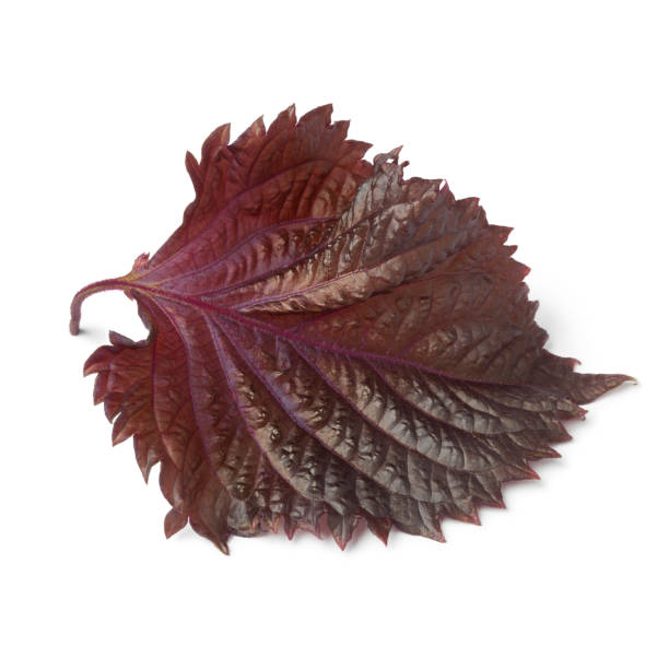 frische rote shiso blatt - shiso stock-fotos und bilder