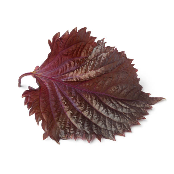 feuilles de shiso rouge frais - shiso photos et images de collection
