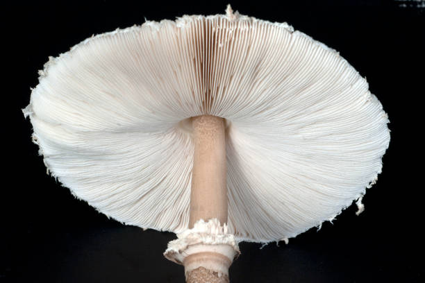 istock Macrolepiota; procera; parasol mushroom 653907960