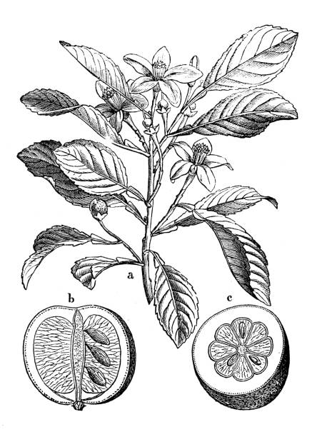 botanika rośliny antyczne grawerowanie ilustracja: citrus aurantium (bitter orange, sewilla orange, sour orange, bigarade orange) - citrus fruit illustrations stock illustrations