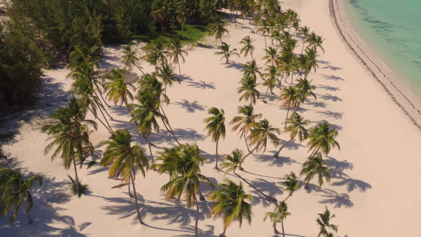 istock Palm trees on the beach view from above 653908696