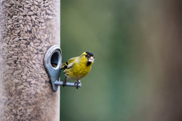 istock Beautiful Eurasian Siskin Spinus Spinus on garden bird feeder 653911820