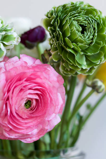 istock buttercup flowers and buds 653912118
