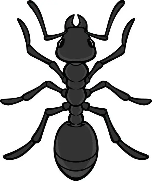 Vector illustration of Black Ant