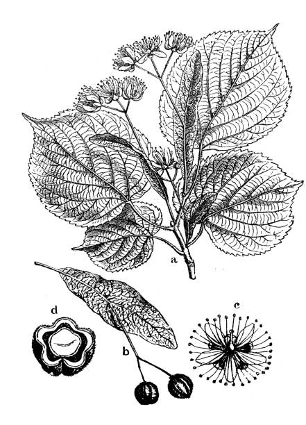 botanika rośliny antyczne grawerowanie ilustracja: tilia platyphyllos (largeleaf lipa) - linden stock illustrations