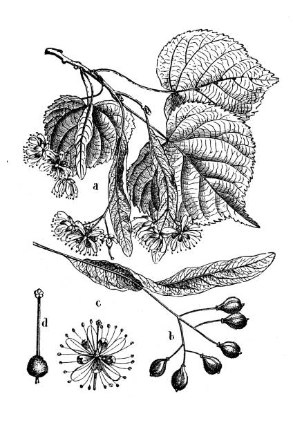 Botany plants antique engraving illustration: Tilia (linden) Botany plants antique engraving illustration: Tilia (linden) linden new jersey stock illustrations