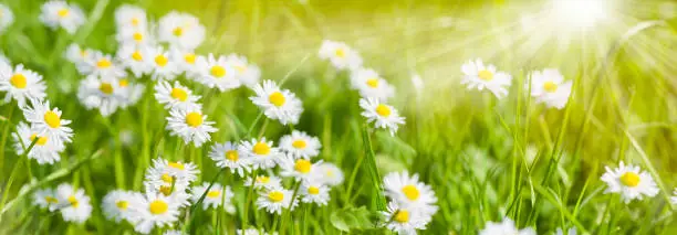 spring meadow with beautiful flowers and sun rays in background