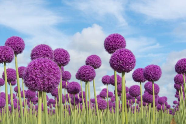 Group of purple allium flowers seen from a low point of view against a blue sky with some cloud shapes.