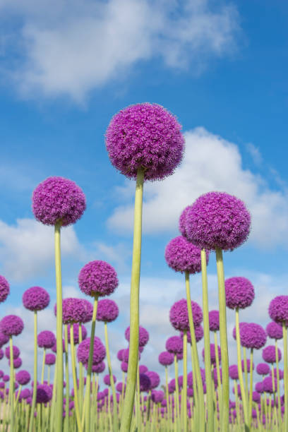 Group of purple allium flowers seen from a low point of view against a blue sky with some cloud shapes.