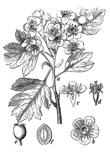 식물학 식물 골동품 조각 그림: 산사 monogyna (일반적인 호손) - hawthorn flower old fashioned botany stock illustrations