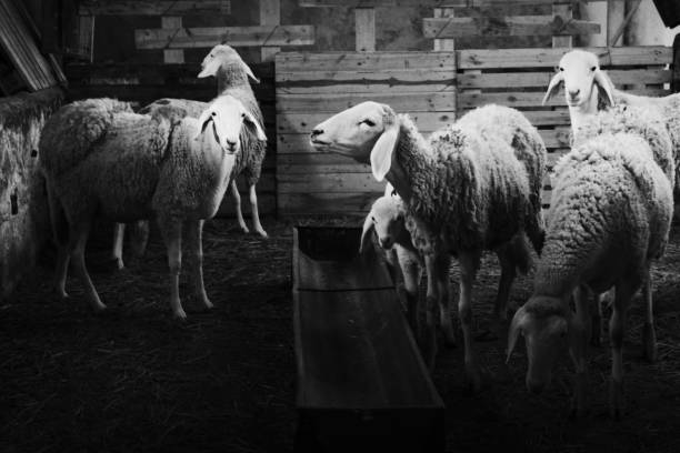 istock black and white livestock sheep 653922952