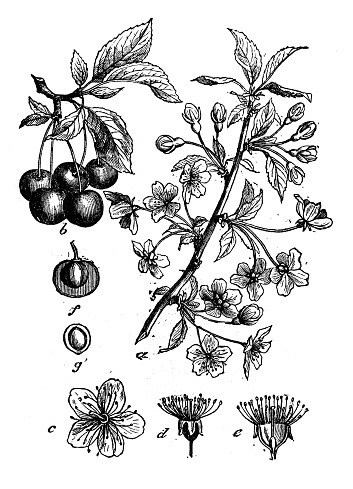 Botany plants antique engraving illustration: Prunus cerasus (sour cherry, tart cherry, dwarf cherry)