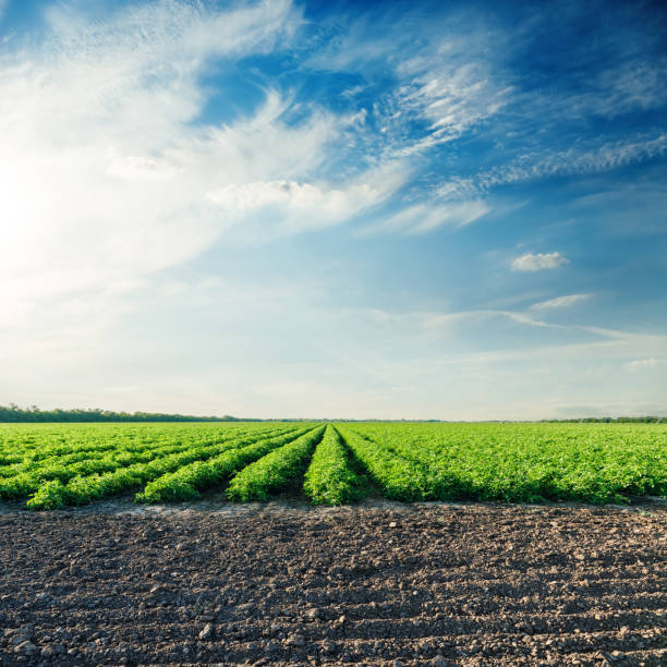 istock blue sky in sunset time over green field with tomato bushes 653925142