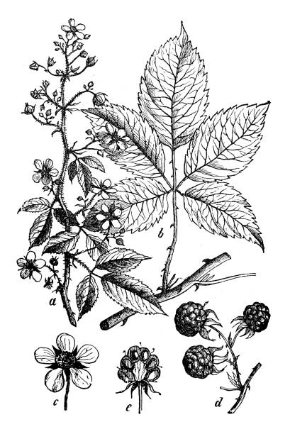 illustrations, cliparts, dessins animés et icônes de plantes de botanique antique illustration de gravure : rubus armeniacus (discolore, blackberry arménienne) - himilaya