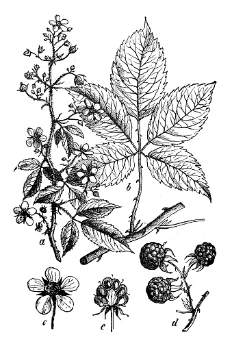 Botany plants antique engraving illustration: Rubus armeniacus (Himalayan blackberry, Armenian blackberry)