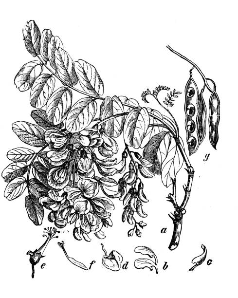 ilustraciones, imágenes clip art, dibujos animados e iconos de stock de botánica plantas antigua ilustración de grabado: robinia pseudoacacia (acacia) - locust tree black robinia