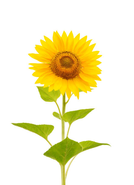 istock flower of sunflower isolated on white 653926232