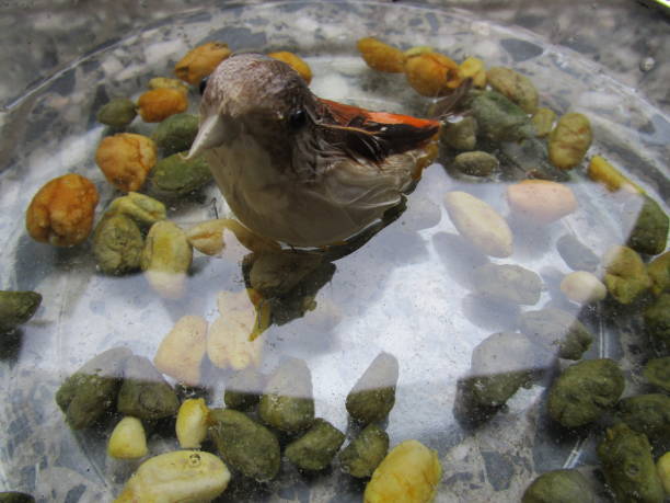 istock Small stones and a little bird 653927150