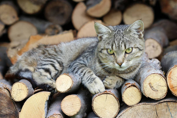 istock Cat resting on a heap of logs 653927294