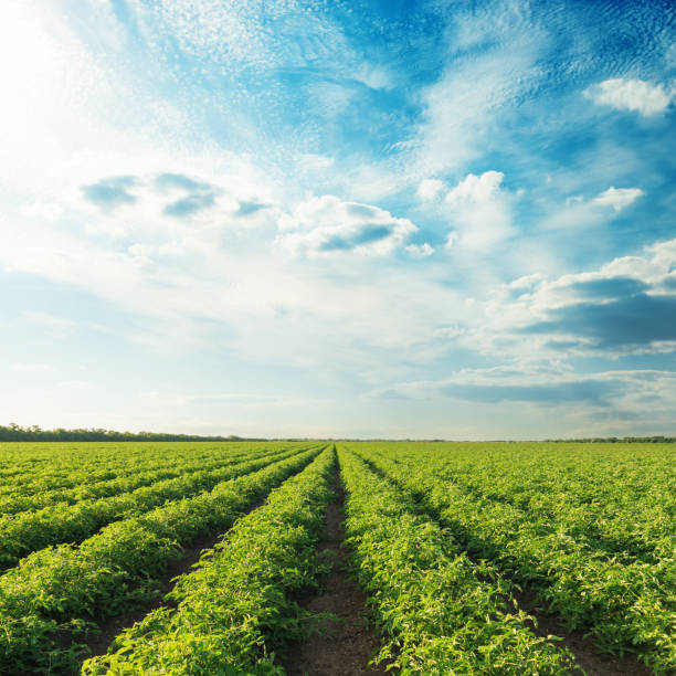 istock agricultural fields with tomatoes and sunset in blue sky 653927926