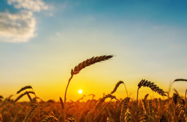 istock golden harvest on sunset time 653928266